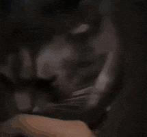 a close up of a cat 's face with a blurred background .