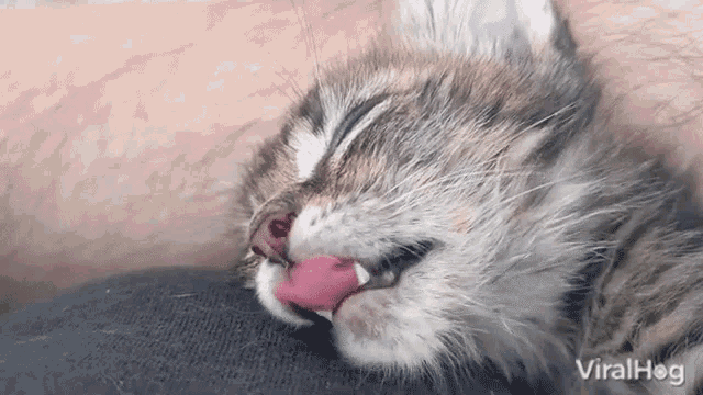Cute Viralhog GIF - Cute Viralhog Adorable Kitty Dreams Of Dinner GIFs