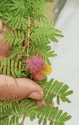 a person holding a plant with a pink flower
