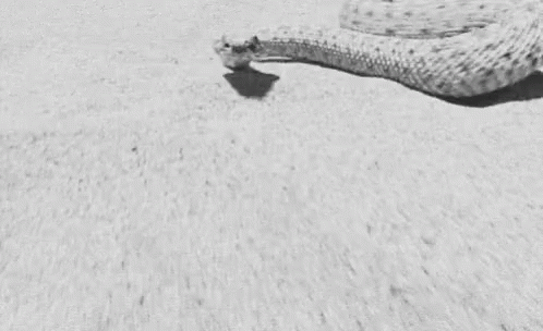 Rattlesnake GIF - Rattlesnake Snake GIFs