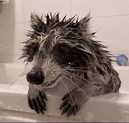 a wet raccoon taking a bath in a tub