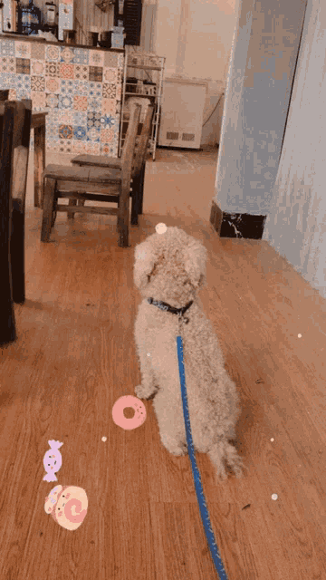 a small dog with a donut on its head