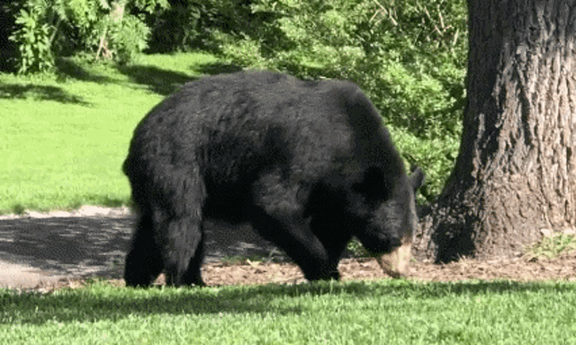 Bear Black Bear GIF - Bear Black Bear Walking GIFs
