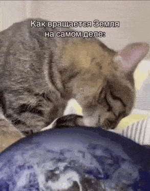 a cat is licking a globe with a caption in a foreign language .