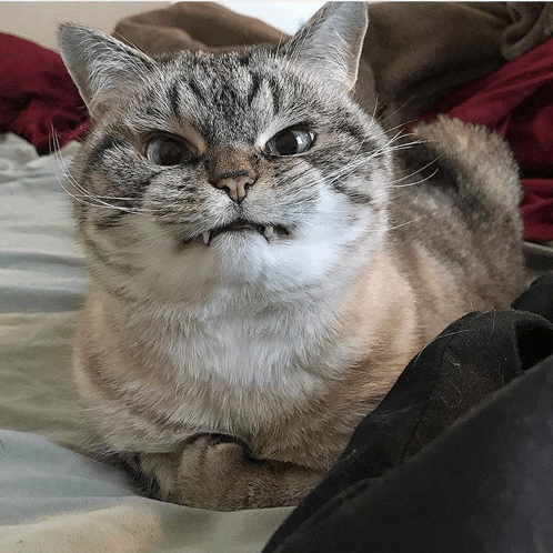 Cats Angry Cat GIF - Cats Angry Cat Cat Angry GIFs