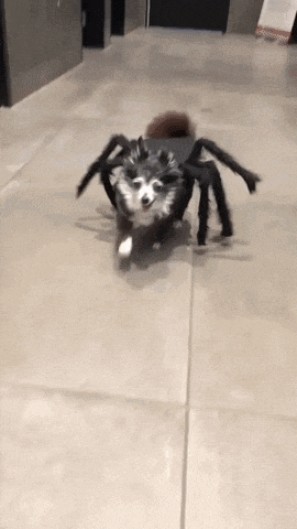 a husky dog dressed as a spider is running down a tiled floor .