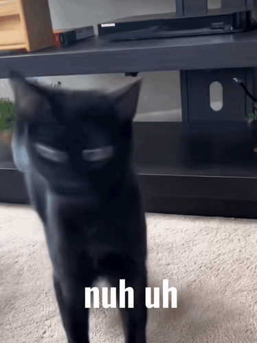 Cat Nuh Uh GIF - Cat Nuh Uh Shake Head GIFs