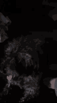 a small black dog is laying down in the dark