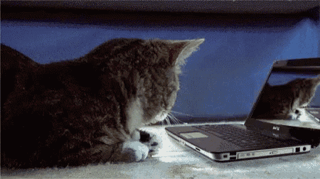 a cat looking at a dell laptop on a table