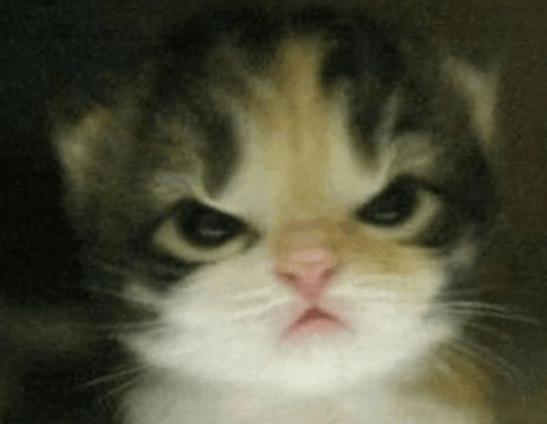 a close up of a calico cat 's face with an angry look on its face .