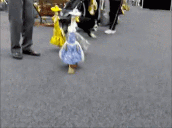 March Forth Spring GIF - March Forth Spring Funny Animals GIFs