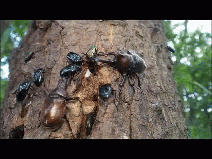 カブトムシ 虫　beetle Bug Insect 夏 GIF - Kabuto Mushi Summer Battle GIFs