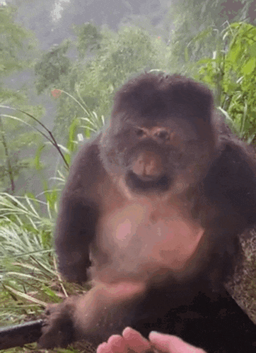 Monkey Monkey Nails GIF - Monkey Monkey Nails Monkey Images GIFs
