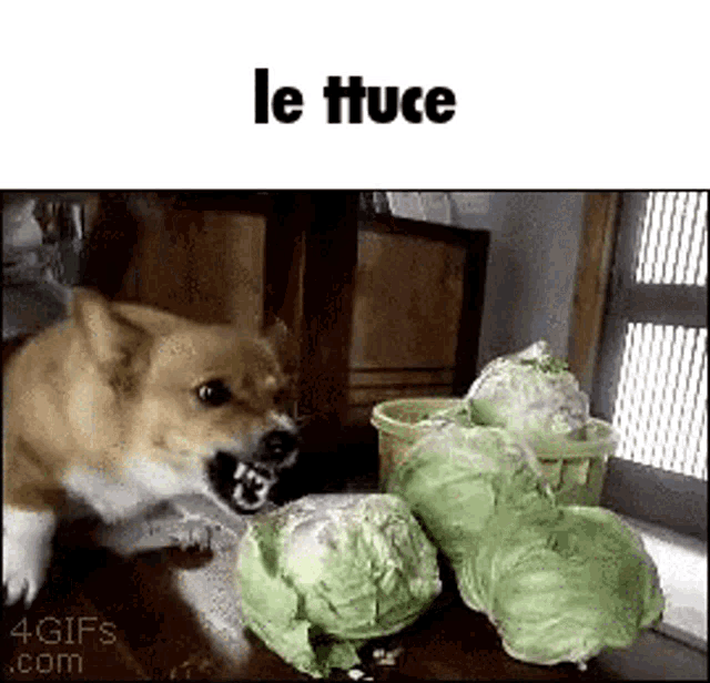 Lettuce Dog GIF - Lettuce Dog Meme GIFs