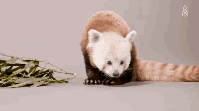 a red panda standing next to a bamboo branch