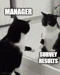 Cat Manager GIF - Cat Manager GIFs