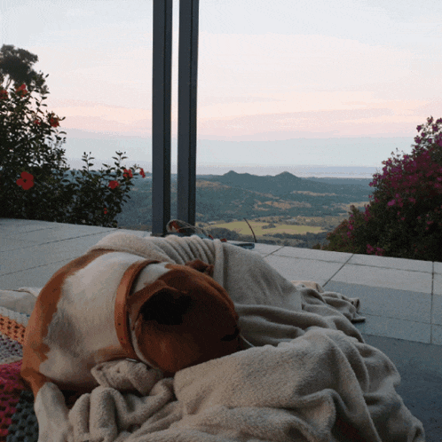 a brown and white dog laying on a blanket on a balcony overlooking a valley