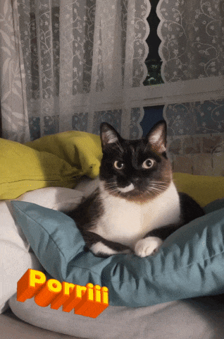 a black and white cat is laying on a blue pillow with the word porriiii written on it