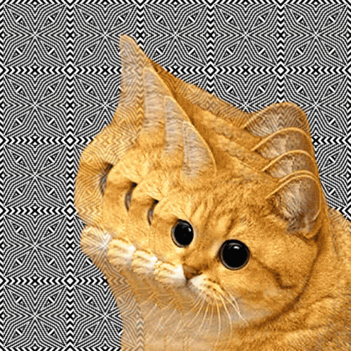 Trippy Cat GIF - Trippy Cat Whoa GIFs