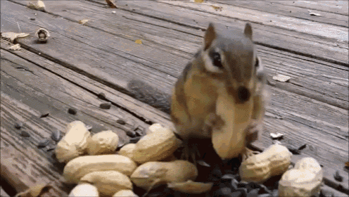 chipmunk-peanut.gif