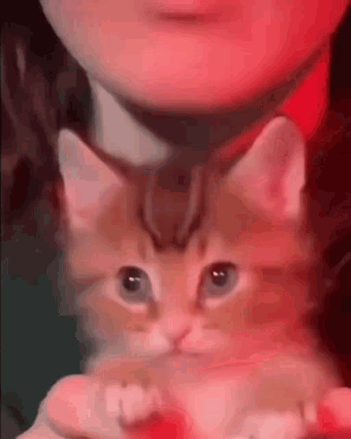 a person is holding a kitten in their arms and it is looking at the camera .