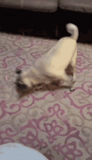 a dog is laying on its back on a pink and white rug