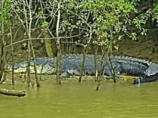 a large crocodile is laying on the shore of a river