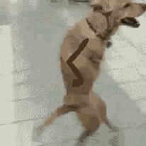a dog is standing on its hind legs with a sword in its mouth