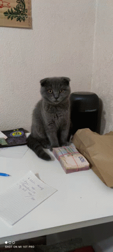 котик Meme - Котик - Discover & Share GIFs