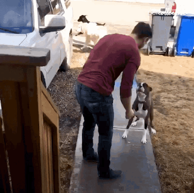 a man in a red shirt is walking a dog on a sidewalk