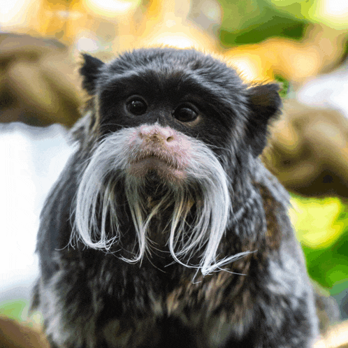 a black and white monkey with a white mustache looks at the camera