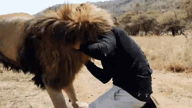 Lion Dean Schneider GIF - Lion Dean Schneider Hug GIFs