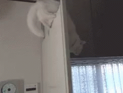 Cat Leap GIF - Cat Leap GIFs