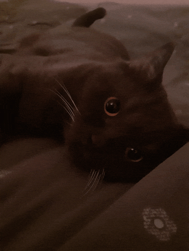 a close up of a black cat laying on a blanket
