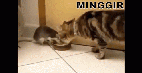 Jangan Nangis GIF - Kucing Tikus Rebutan GIFs