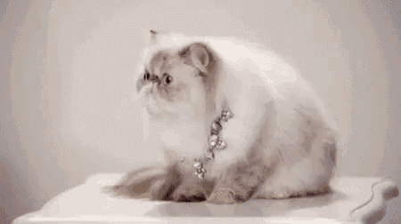 a white cat with a surprised look on its face is looking at the camera .