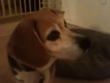 What Is That!!! GIF - Dogs Curious Confused GIFs