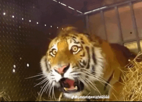 a close up of a tiger in a cage with a hashtag that starts with the letter j