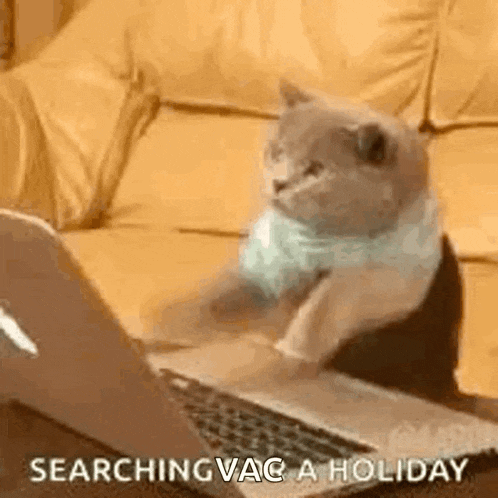 a cat is sitting on a couch using a laptop .