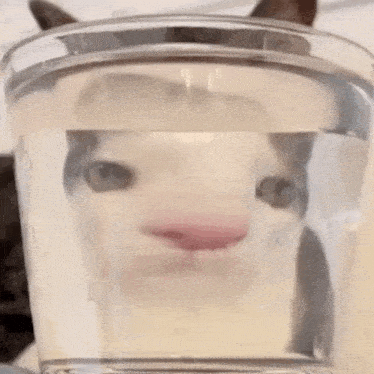 Luna Cat GIF - Luna Cat In A Bottle GIFs