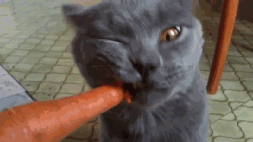 Cat Eat GIF - Cat Eat Carrot GIFs