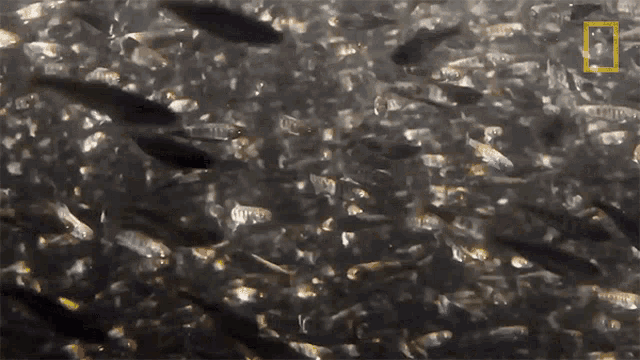Salmon Alaskas Deadliest GIF - Salmon Alaskas Deadliest Swimming GIFs