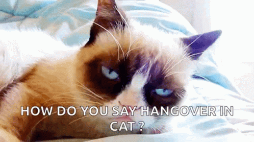 Cat Tired GIF - Cat Tired Hungover GIFs