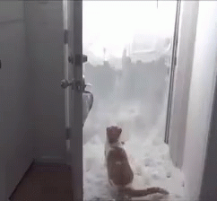 Snowed In GIF - Cat Escape Snow GIFs
