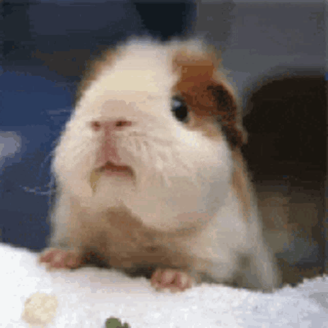 a brown and white guinea pig is sitting on a white towel with a piece of food in its mouth .