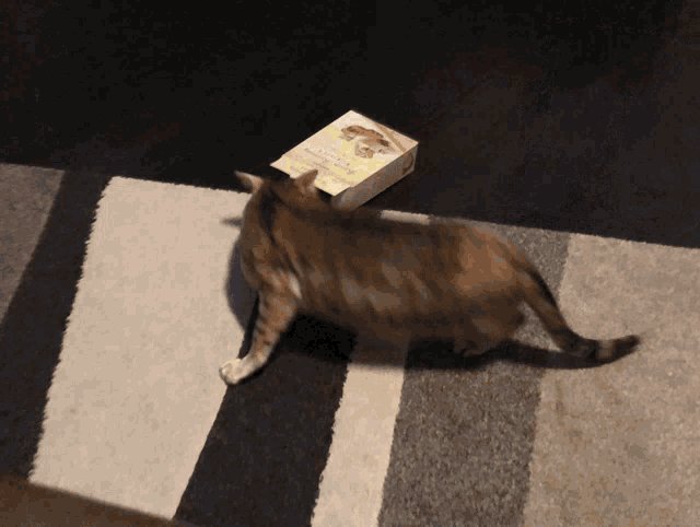 Derp Cat GIF - Derp Cat Box GIFs