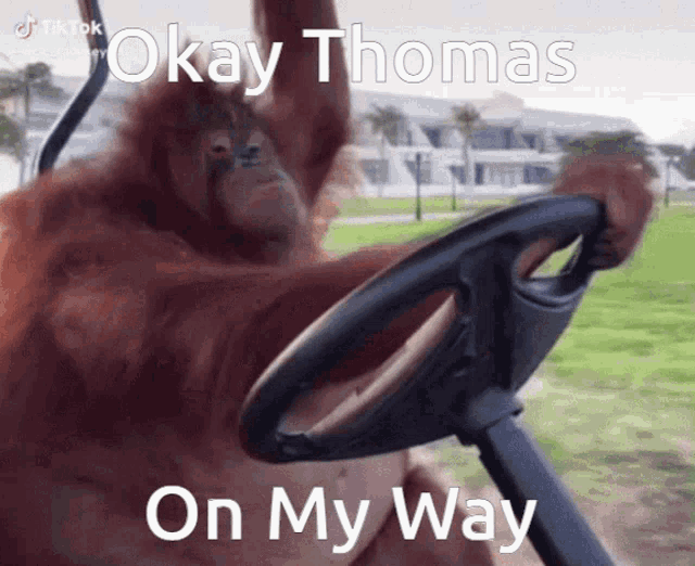 Okay Thomas Monkey GIF - Okay Thomas Monkey Smpearth GIFs