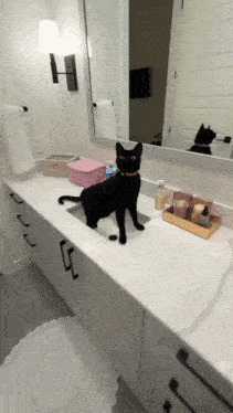 a black cat stands on a bathroom sink