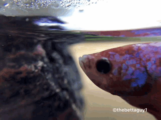 a close up of a fish in a tank with the watermark of thebettaguy1