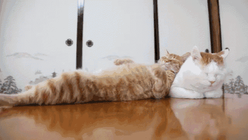 Cat Pillow GIF - Cat Relax Sleep GIFs